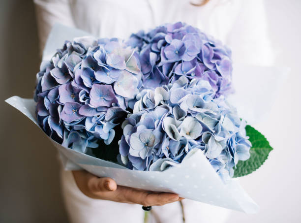 Very nice young woman holding a beautiful blossoming flower bouquet of fresh blue Hydrangea on the grey wall background stock photo