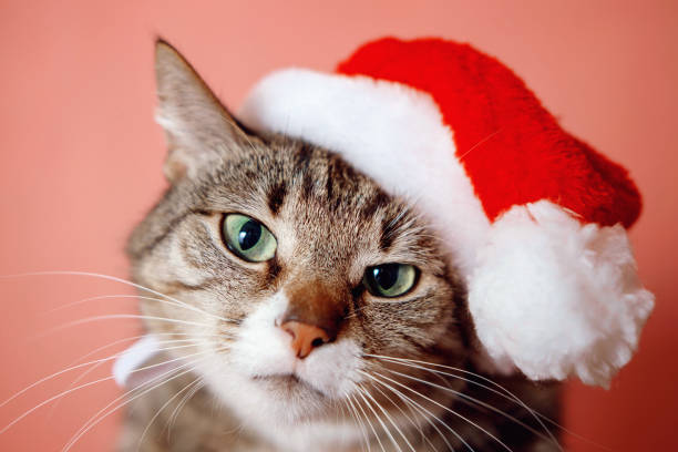 istock cat in santa claus hat on pink background 1132455762