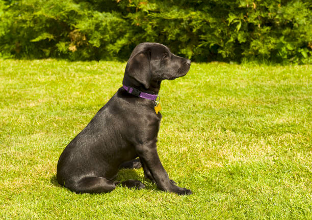 istock Black Labrador Retriever sits on the grass looking away from the camera. 1132457143