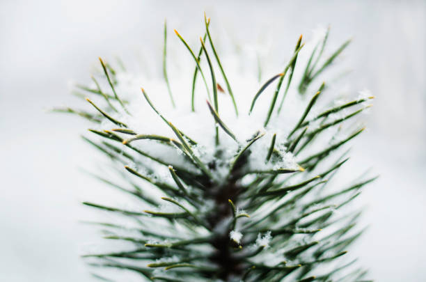 Winter scene - frosted pine branches. Winter in the forest
