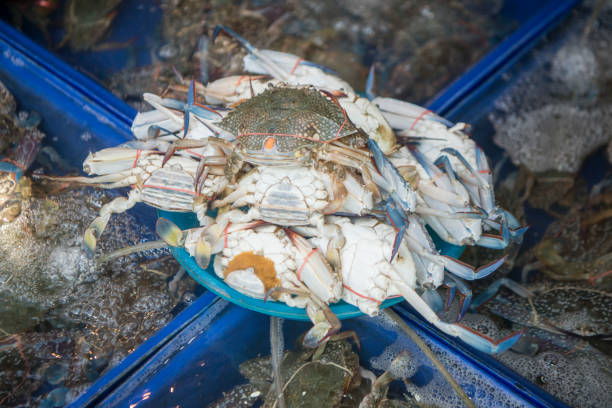 istock THAILAND CHONBURI ANG SILA FISH MARKET 1132457292