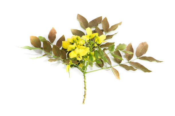istock Golden shower Close up 1132457894