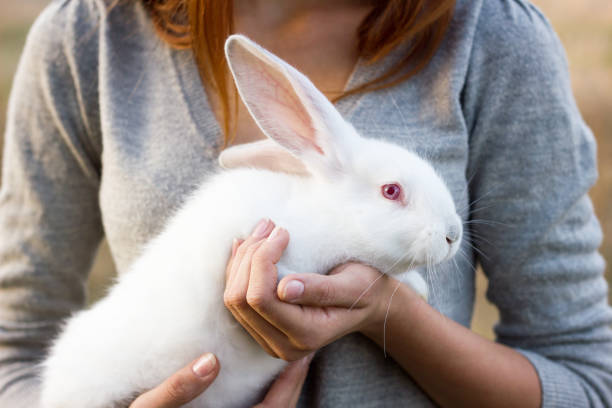 istock the girl with the rabbit.happy 1132457925