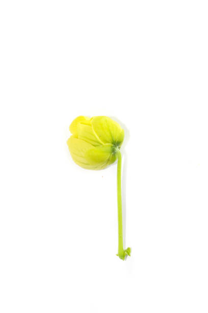 istock Golden shower Close up 1132457951