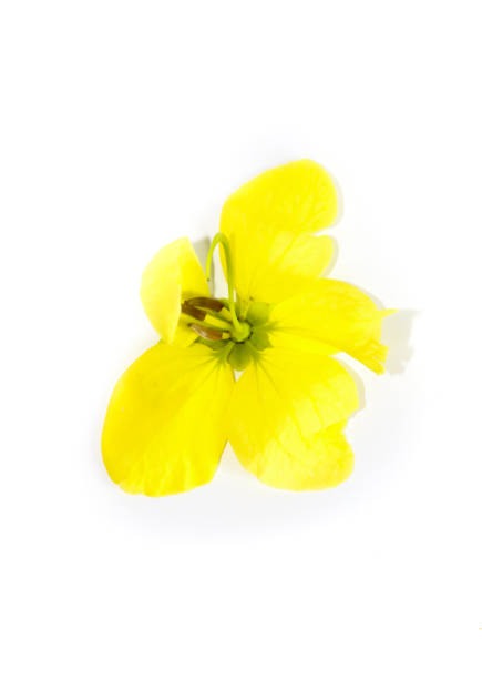 istock Golden shower Close up 1132458335
