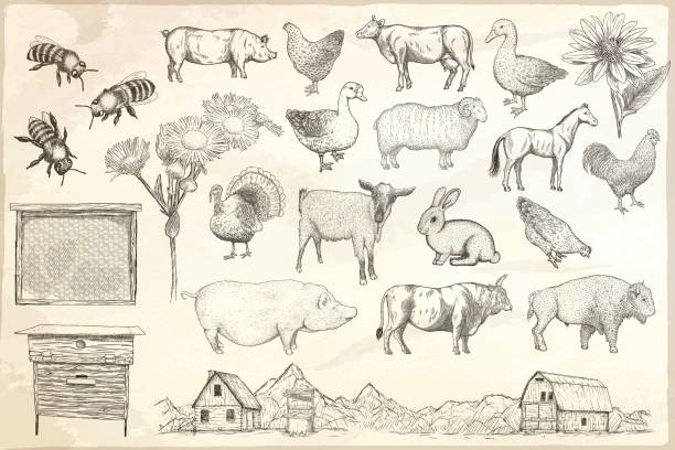 ilustrações, clipart, desenhos animados e ícones de coleção de animais de exploração agrícola em um fundo de papel - chicken fish beef pig