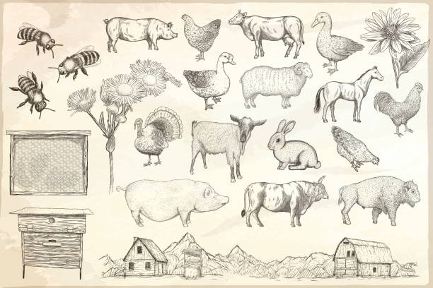 Collection of farm animals on a paper background Collection of farm animals on a paper background. Hand drawn vector isolated illustrations. duck bird illustrations stock illustrations