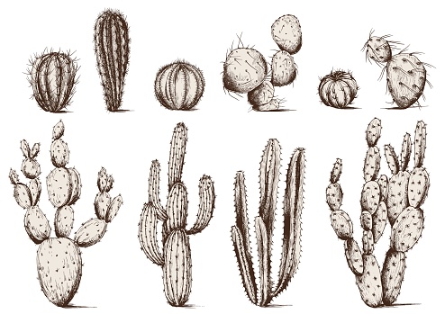 Vector set of cactus plants. Isolated elements for design.