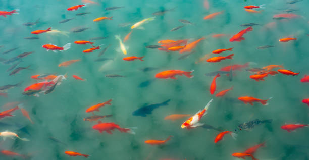 istock Ornamental trout cultured in the park 1132460465