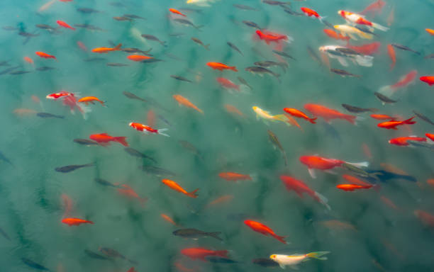 istock Ornamental trout cultured in the park 1132460610
