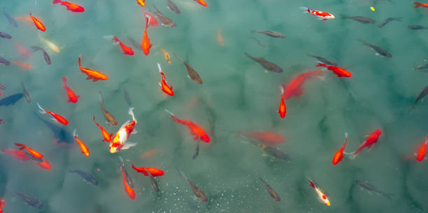 istock Ornamental trout cultured in the park 1132461295
