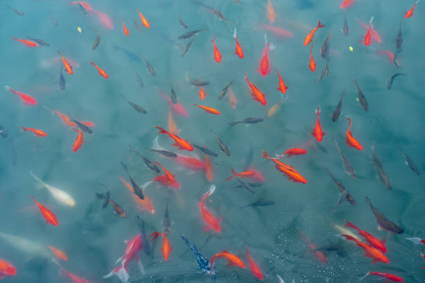istock Ornamental trout cultured in the park 1132461315