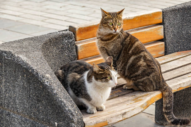 istock close up cute friends cats in nature 1132461334