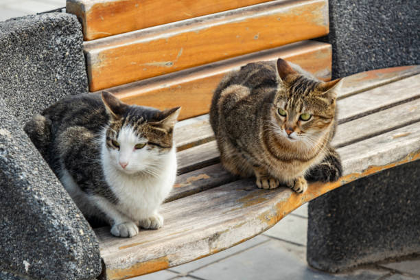 istock close up cute friends cats in nature 1132461393