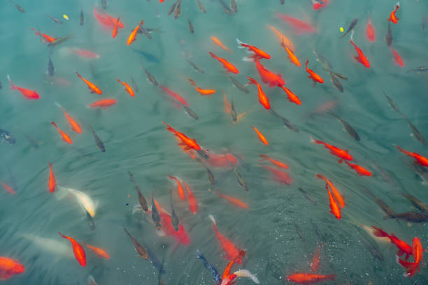 istock Ornamental trout cultured in the park 1132461530