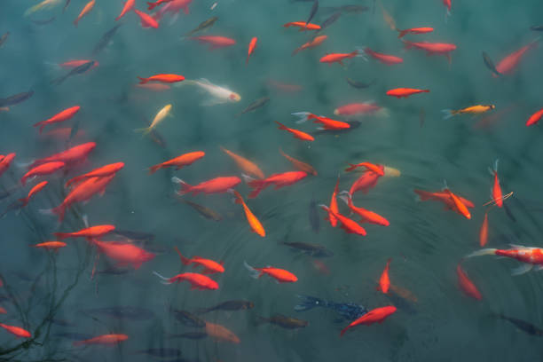 istock Ornamental trout cultured in the park 1132461531
