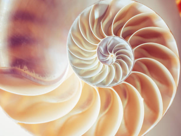 struktura perłowa nautilus symetria przekrój wewnątrz wzoru tło natury - shell zdjęcia i obrazy z banku zdjęć