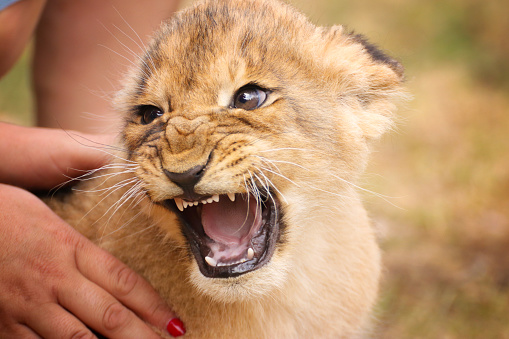 Baby lion in hand with open mouth. Portrait from animal´s world. Baby lion livin in captivity