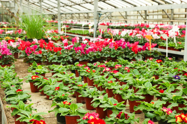 istock primroses in pots in greenhouse 1132464366