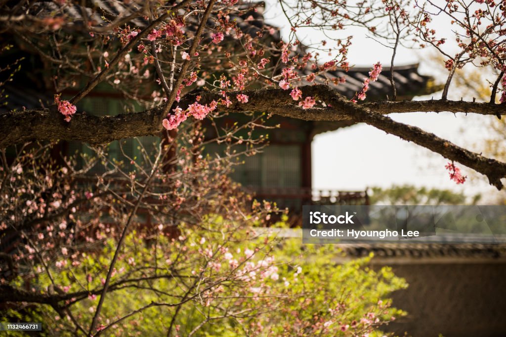 Spring is coming with blooming in Korea These flowers are blooming at first in Spring in Korea.Traditional buildings with them are representative. Architecture Stock Photo Spring is coming with blooming in Korea These flowers are blooming at first in Spring in Korea.Traditional buildings with them are representative. Architecture Stock Photo