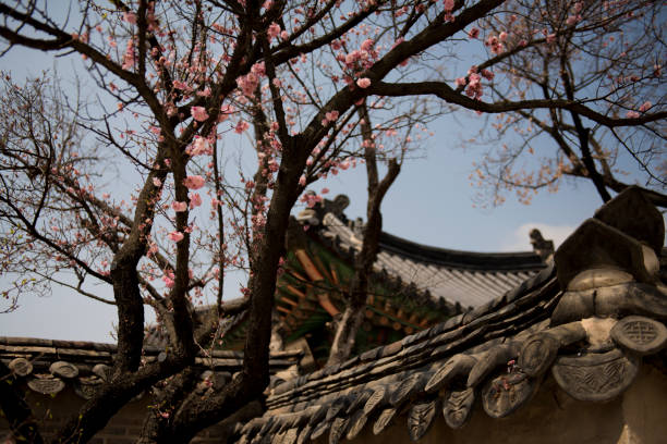 istock Spring is coming with blooming in Korea 1132467562
