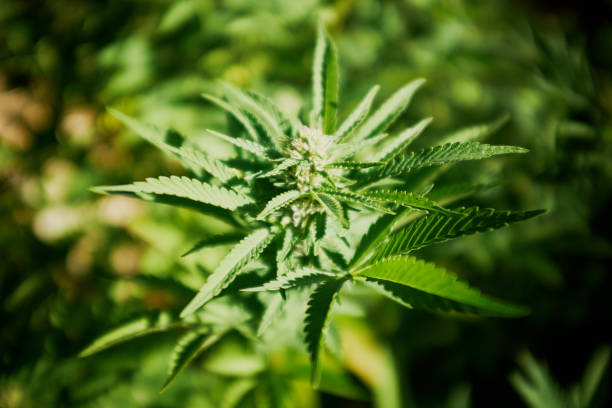 marihuana-pflanze blüht bei sonnenschein im freien - bob marley stock-fotos und bilder
