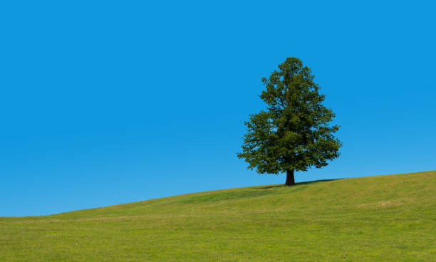 istock Lonely tree on the green field 1132468217