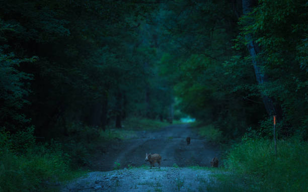 istock Wild animals in the dark forest 1132468238