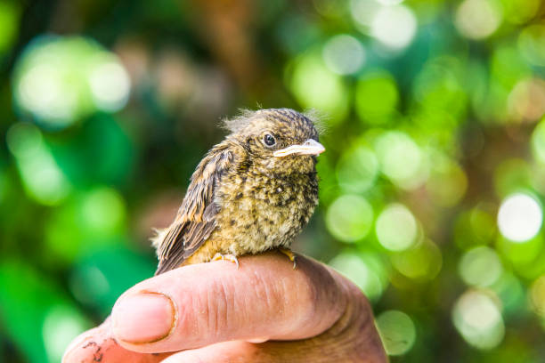 istock small wounded bird cared for by nature lover 1132470884