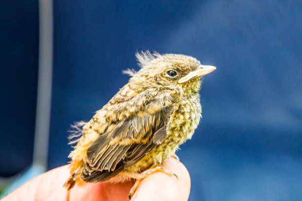 istock small wounded bird cared for by nature lover 1132470888