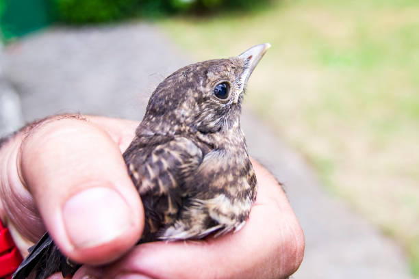 istock small wounded bird cared for by nature lover 1132470937