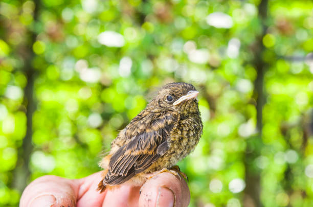 istock small wounded bird cared for by nature lover 1132470991