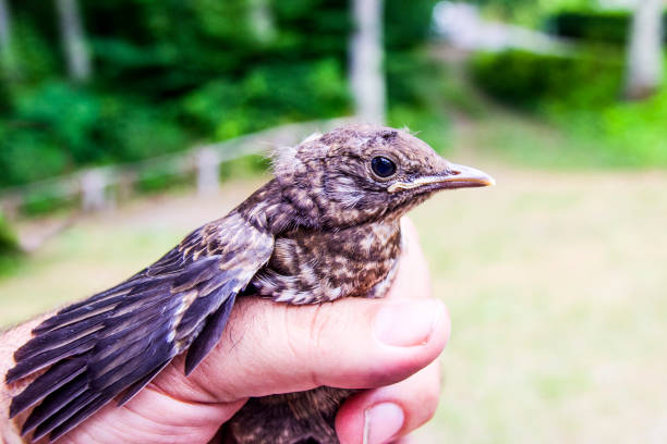 istock small wounded bird cared for by nature lover 1132471116