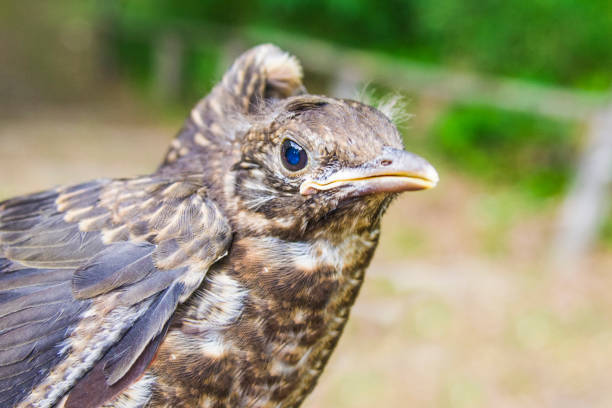 small bird of wild forest on the branch protected by green trees