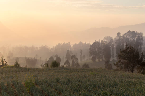istock Sunrise in cemoro lawang near mount Bromo 1132471224