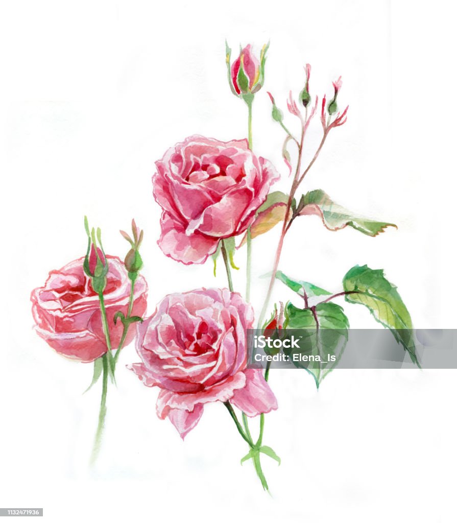 Ilustración de Acuarela De Rosas Tres Flores Rosas Pintura Tradicional  Sobre Papel y más Vectores Libres de Derechos de Rosa - Flor - iStock
