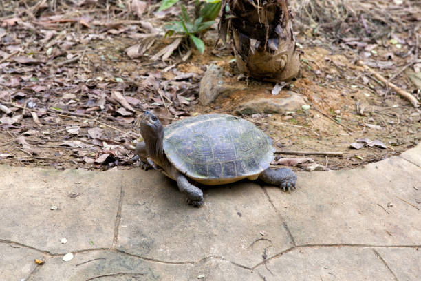 istock Big turtle at vietnam national park 1132472358