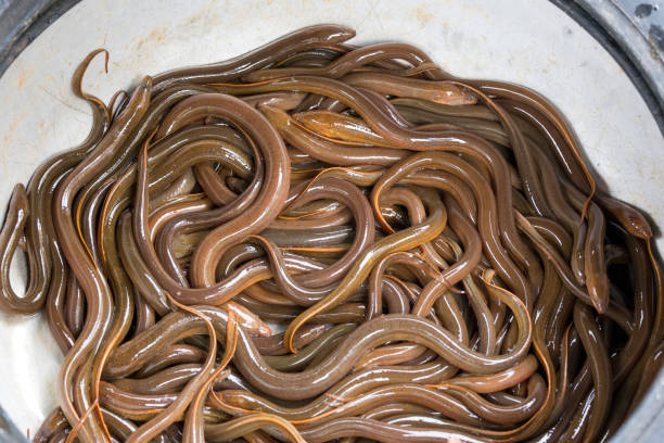 A basket of eels at market in vietnam