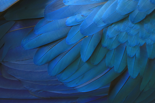 Hermosas plumas de guacamayo azul. photo