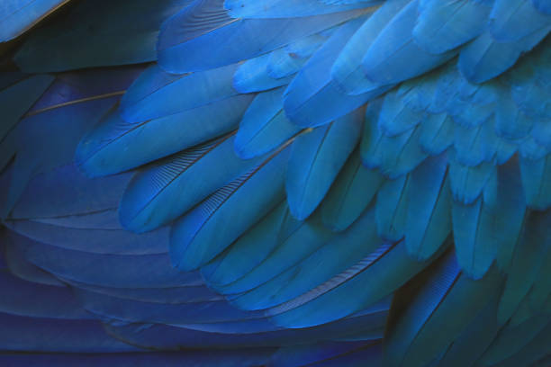 belles plumes de ara bleu. - plume photos et images de collection