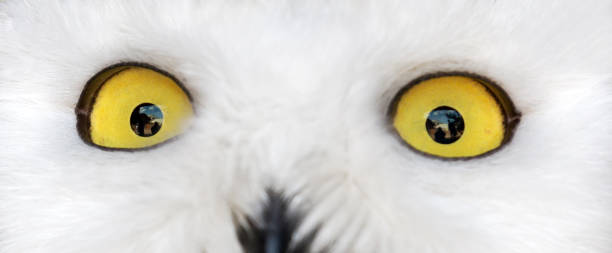 istock yellow eyes of polar owl 1132475876