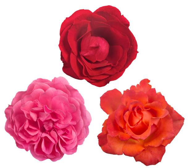 istock isolated three beautiful rose blooms 1132475895