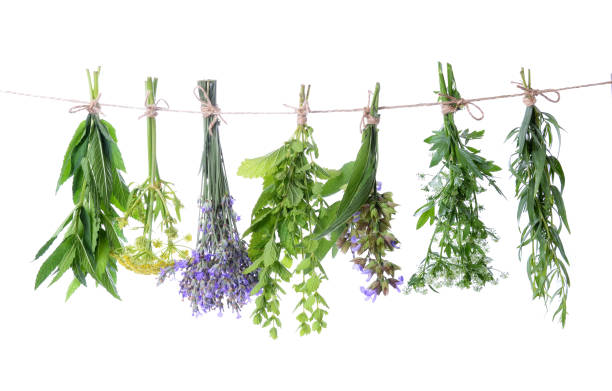 istock Set of fresh herbs hanging  on an isolated 1132476157