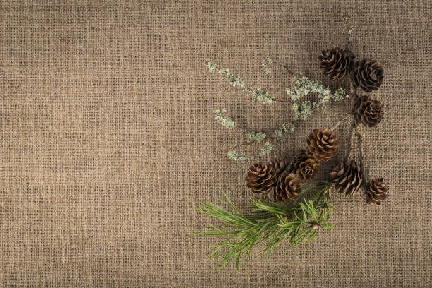 istock Composition of natural materials - pine branch, fir cones, moss 1132479053