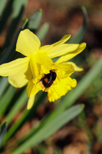 Close up of a golden yellow daffodil head in bright winter sunlight. The daffodil flower is the national symbol of Wales. Inside the trumpet of the flower is a bee, still fast asleep in its overnight resting place.