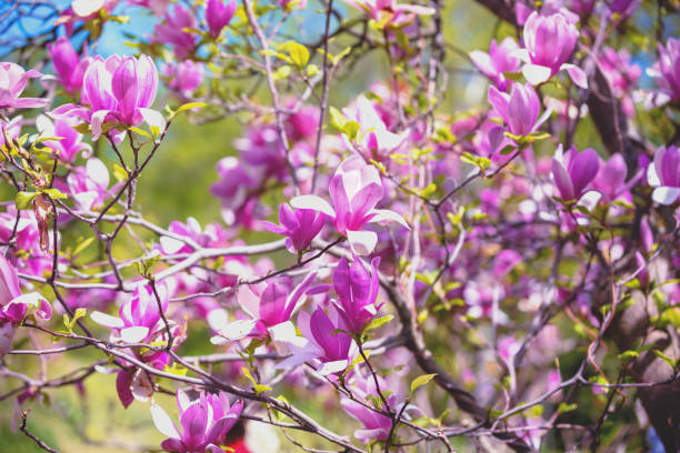 istock Blossoming magnolia flowers. Spring background 1132480565