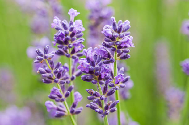 istock Lavender angustifolia, lavandula in sunlight in herb garden 1132484092