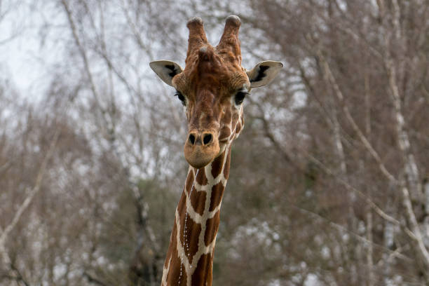 istock A girafe is eyeing you 1132484727
