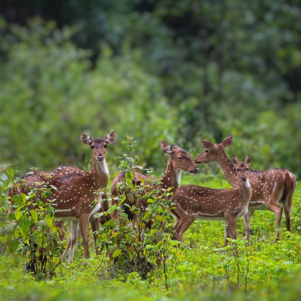 istock Deers in Kali Tiger Reserve 1132485933