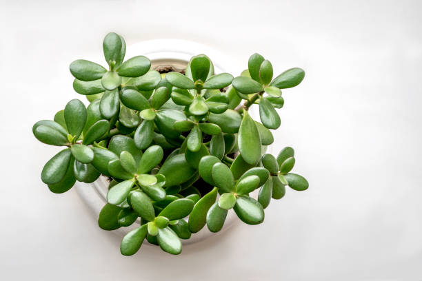 Succulent houseplant Crassula in a pot on a white background Succulent houseplant Crassula in a pot on a white background. View from above jade stock pictures, royalty-free photos & images